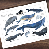 Montessori Inspired Whale Study Whales of the World Poster and Info Cards *10 Species*
