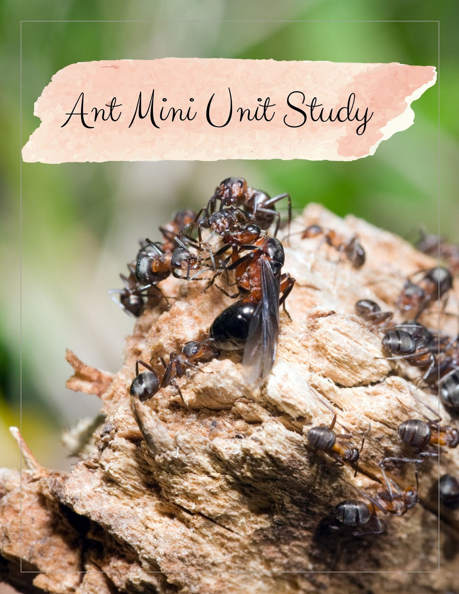 ANT Unit Study MEGA Printable Ants Bundle Ant (Download Now) 