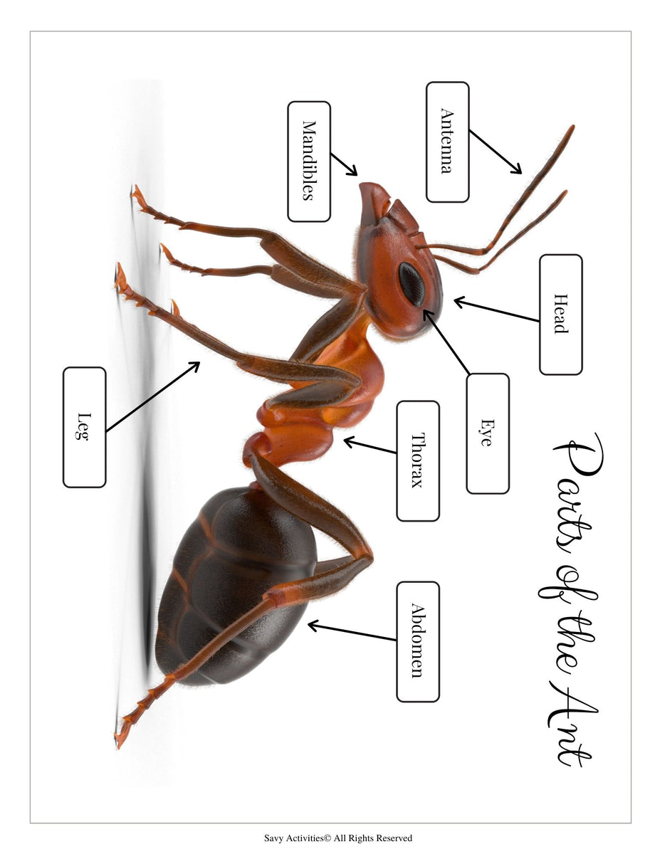 ANT Unit Study MEGA Printable Ants Bundle Ant (Download Now) 