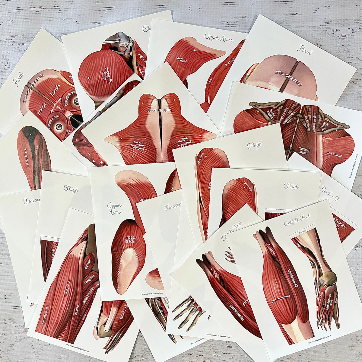 child muscle anatomy