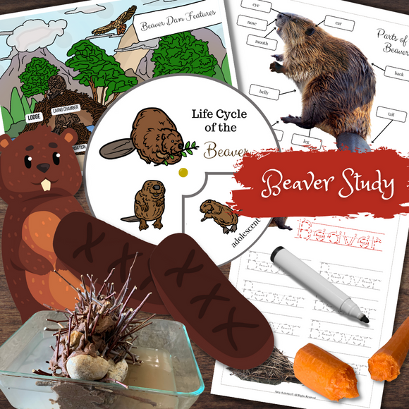 BEAVER Mini Study STEM & Montessori Activities Posters Life Cycle Anatomy Games