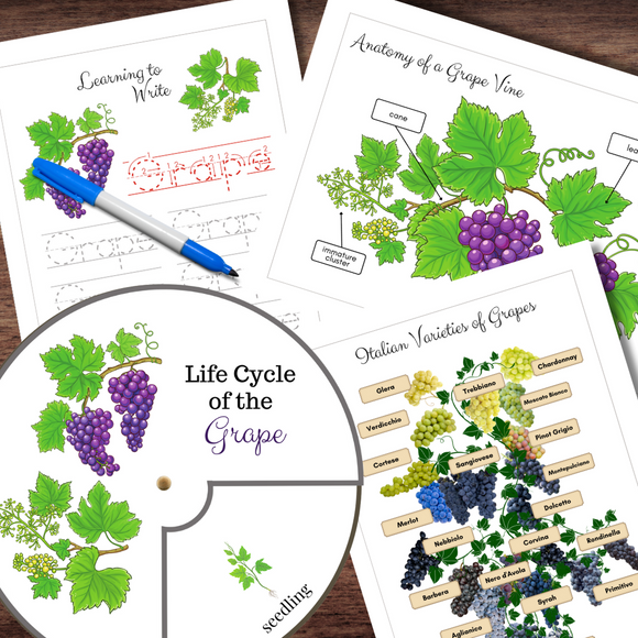 Montessori-Inspired Grape Vine Life Cycle, Anatomy, Tracing & Varieties w/Grape Stomping Activity