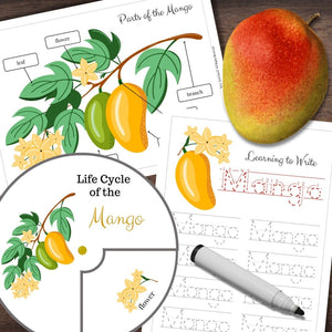 Products Montessori-Inspired MANGO Fruit Tree | Life Cycle, Anatomy & Tracing