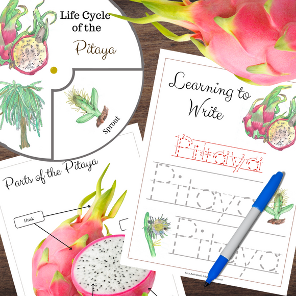 Montessori-Inspired Dragon Fruit PITAYA | Life Cycle, Anatomy & Tracing