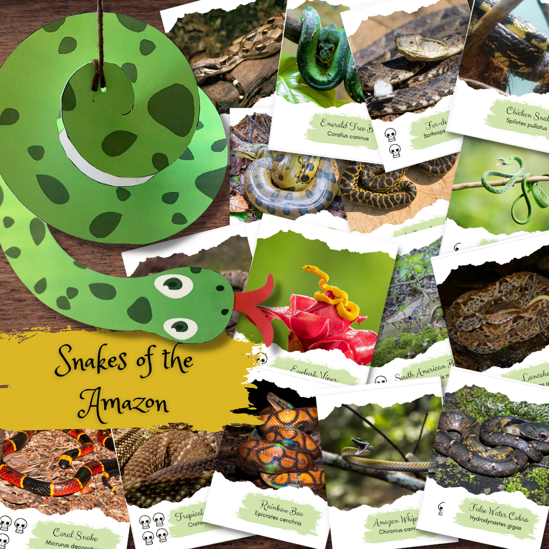 Montessori-Inspired Amazon Snake Species Flash Cards & Anaconda Craft ...