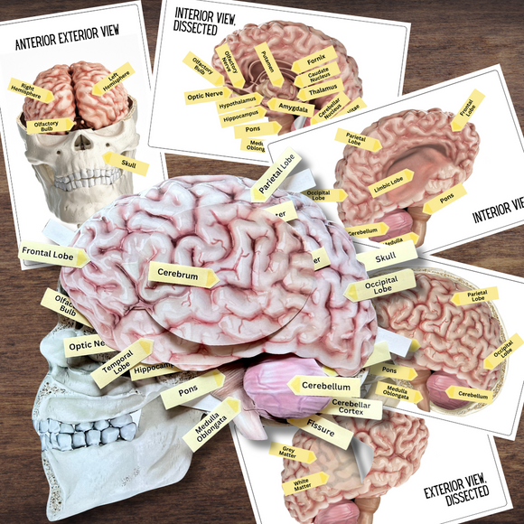 Anatomy Human BRAIN Model - Full Color Anatomically Correct 2D Dissection Activity w/Tags, Matching & Neurological Ocular Changes