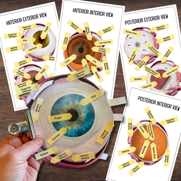 Anatomy Human EYE Model - Full Color Anatomically Correct 2D Dissection Activity w/Tags & Flashcards & Visual Disorder Matcing