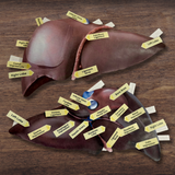 Anatomy Human LIVER Model - Full Color Anatomically Correct 2D Dissection Activity w/Tags, Circulation & Disorders