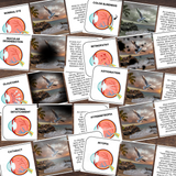 Human EYE Model - Full Color Anatomically Correct 2D Dissection Activity w/Tags & Flashcards & Visual Disorder Matcing