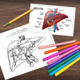 Anatomy Human LIVER Model - Full Color Anatomically Correct 2D Dissection Activity w/Tags, Circulation & Disorders
