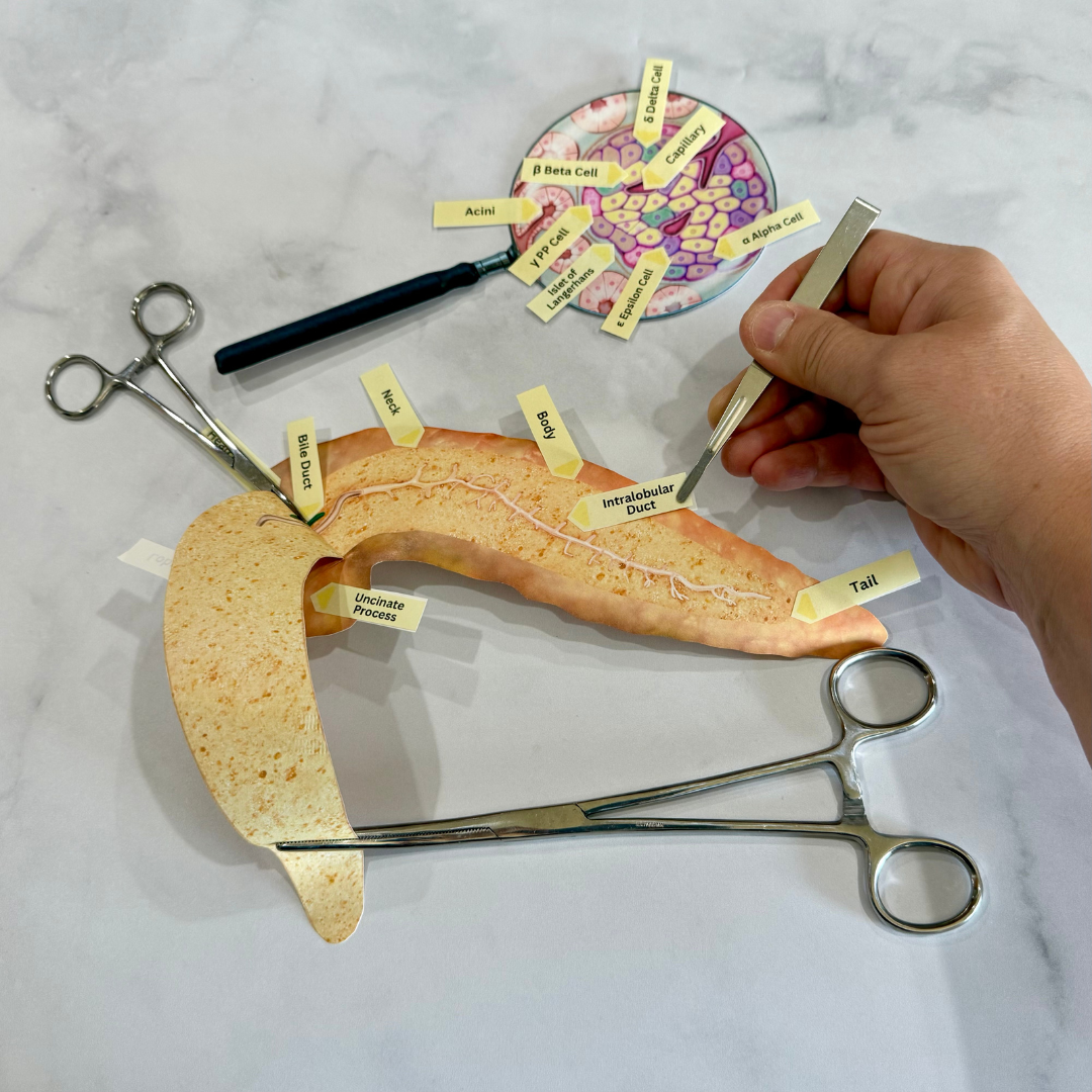 Anatomy HUMAN PANCREAS - Full Color Anatomically Correct 2D Dissection ...