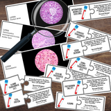 Anatomy Human LIVER Model - Full Color Anatomically Correct 2D Dissection Activity w/Tags, Circulation & Disorders