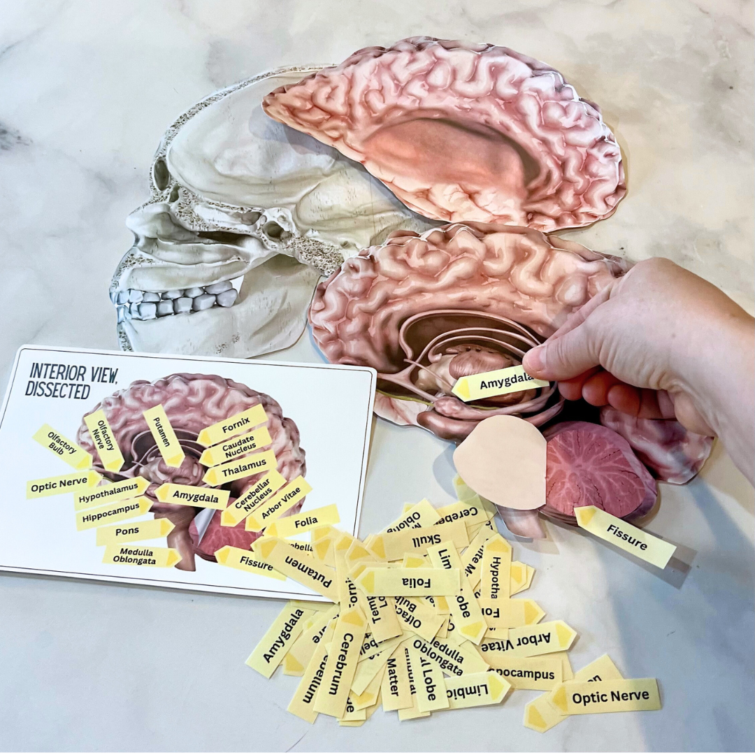 Anatomically Correct Brain Color Anatomy Human BRAIN Model - Full Color Anatomically Correct 2D Dissect ...