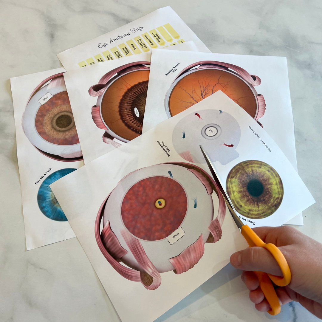 Eye Model Dissection Anatomy Human EYE Model - Full Color Anatomically Correct 2D Dissectio ...