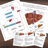 Anatomy Human LIVER Model - Full Color Anatomically Correct 2D Dissection Activity w/Tags, Circulation & Disorders