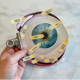Human EYE Model - Full Color Anatomically Correct 2D Dissection Activity w/Tags & Flashcards & Visual Disorder Matcing