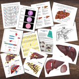 Anatomy Human LIVER Model - Full Color Anatomically Correct 2D Dissection Activity w/Tags, Circulation & Disorders