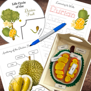 Montessori-Inspired DURIAN Fruit Plant | Life Cycle, Anatomy, Tracing & Felt Puzzle