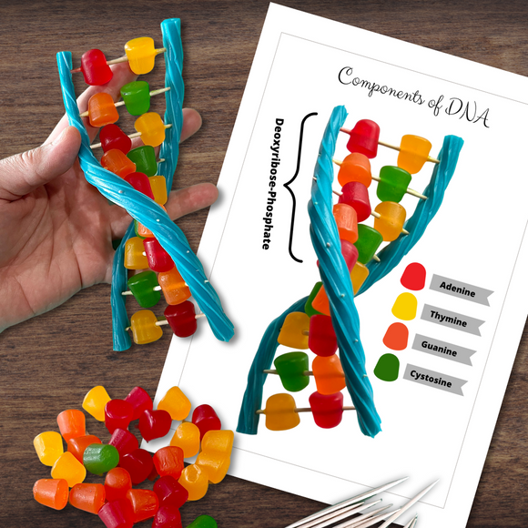 *FREEBIE* Candy DNA Deoxyribonucleic Acid Model Activity & Illustrated Poster