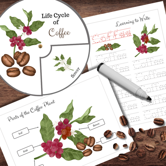 Montessori-Inspired Coffee Plant Life Cycle, Anatomy & Word Tracing