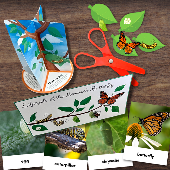 3D BUTTERFLY Life Cycle Model - Full Color w/Descriptions & 3-Part Photo Cards