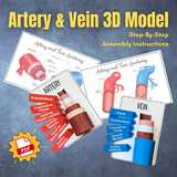 VASCULAR Anatomy 3D VEIN & ARTERY Model - Full Color Anatomically Correct Paper Model w/Labels