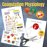 HEMATOLOGY Clotting Cascade Flowchart Poster, Coagulation Physiology Matching - Anatomy & Physiology LAB Activity