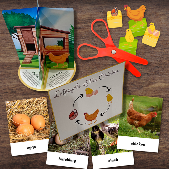 3D CHICKEN Life Cycle Model - Full Color w/Descriptions & 3-Part Photo Cards