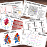 Cardiac ECG Study: Cardiac Cycle Spinner, Rhythm Strip Matching, Flashcards *Exclusive Design*