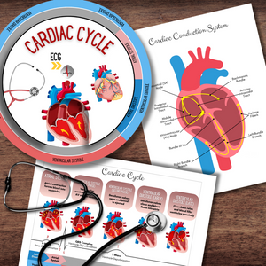 Cardiac ECG Study: Cardiac Cycle Spinner, Rhythm Strip Matching, Flashcards *Exclusive Design*