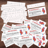 Cardiac ECG Study: Cardiac Cycle Spinner, Rhythm Strip Matching, Flashcards *Exclusive Design*