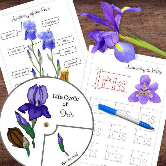 Montessori-Inspired IRIS Plant Flower Life Cycle, Anatomy & Word Tracing