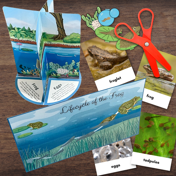 3D FROG Life Cycle Model - Full Color w/Descriptions & 3-Part Photo Cards