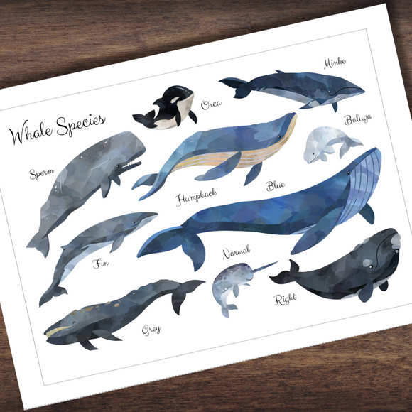 *FREEBIE* Montessori Inspired Whale Study Whales of the World Poster w/Full Color Labeled Illustrations