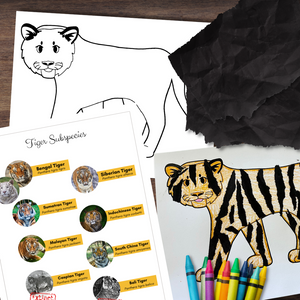 Torn Paper TIGER Craft Activity - Tiger Outline & Instructions w/Species Poster