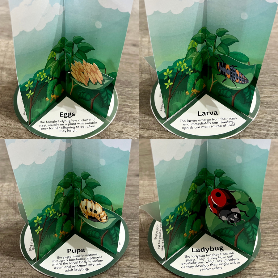 Life Cycle Using Shapes 3D LADYBUG Life Cycle Model - Full Color w/Descriptions & 3-Part Photo ...