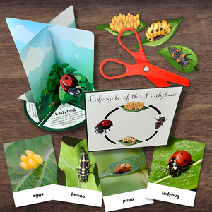 3D LADYBUG Life Cycle Model - Full Color w/Descriptions & 3-Part Photo Cards