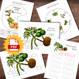 Montessori-Inspired WALNUT Tree Plant Fruit | Life Cycle, Anatomy & Tracing