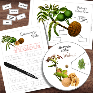 Montessori-Inspired WALNUT Tree Plant Fruit | Life Cycle, Anatomy & Tracing