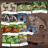 RAINFOREST Habitat Biome Study Montessori 3-Part Cards & Matching Puzzle Activity