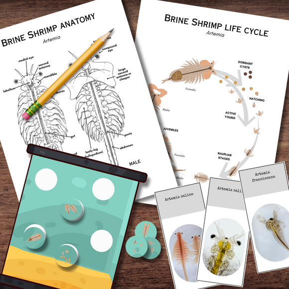 SEA Brine Shrimp Artemia Study - Anatomy, Life Cycle & Microscopic Views!