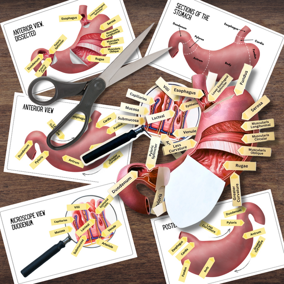 Anatomy HUMAN STOMACH - Full Color Anatomically Correct 2D Dissection Activity w/Tags & Flashcards