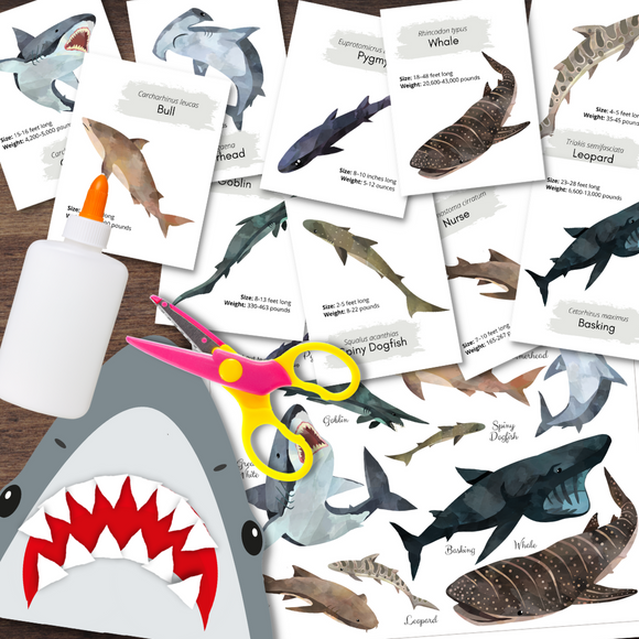 SHARK Marine Study Flashcards Species Poster & Scissor Skills Craft