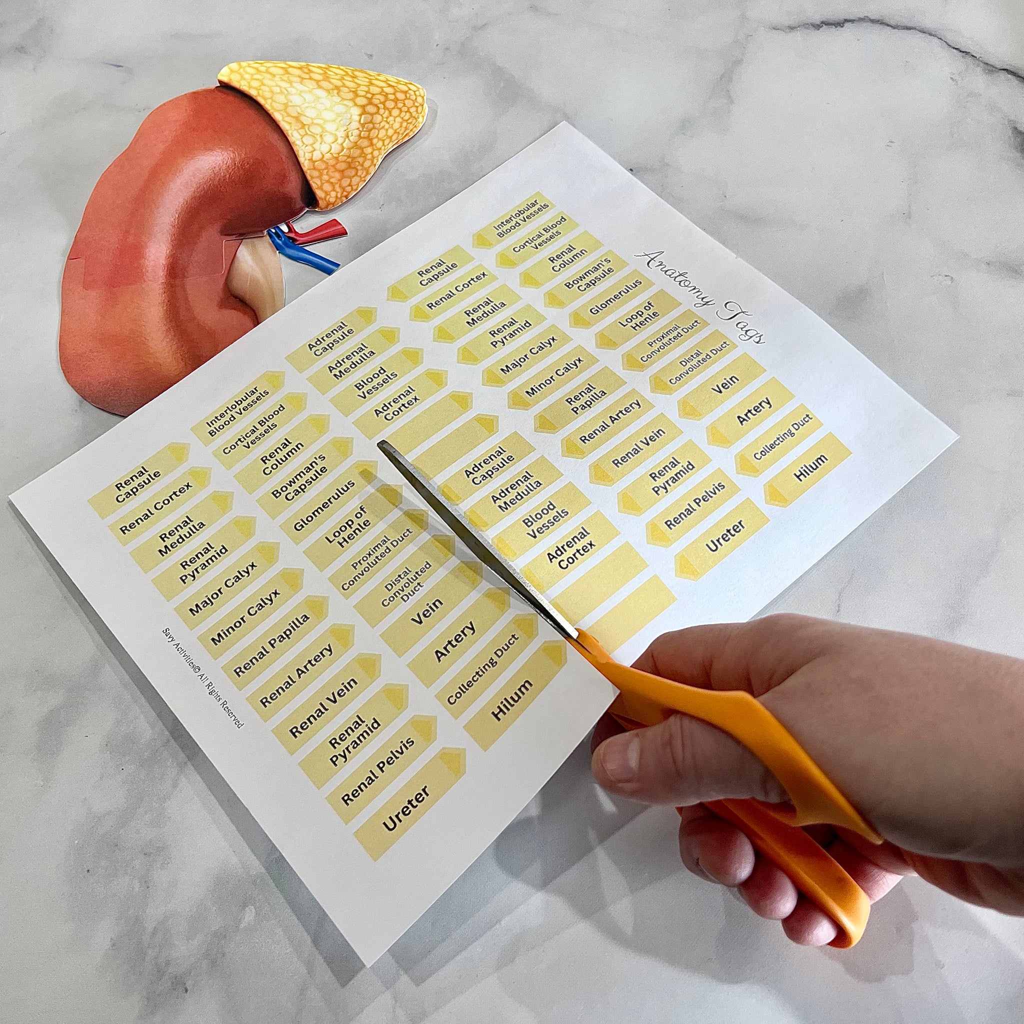 Anatomy HUMAN KIDNEY - Full Color Anatomically Correct 2D Dissection A ...