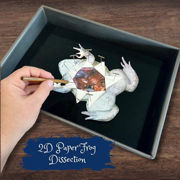 FROG Dissection ANATOMY | Muscular, Skeletal & Organs! 2D Paper Activity!