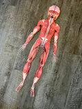 FULL (Child) Sized Anatomy Muscular System Connectable *Muscle Man* 48" Tall!
