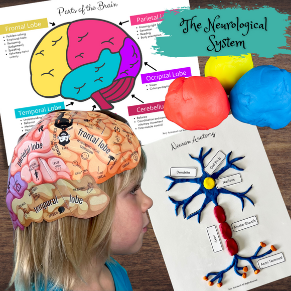 Anatomically Correct Brain Color HUMAN BRAIN - Foldable Anatomically Correct Paper Hat w/Lobes & Functi ...