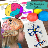 HUMAN BRAIN - Foldable Anatomically Correct Paper Hat w/Lobes & Functions
