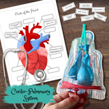 Human Anatomy & Physiology Body Systems BUNDLE - 99 Pages Printables & Activities!