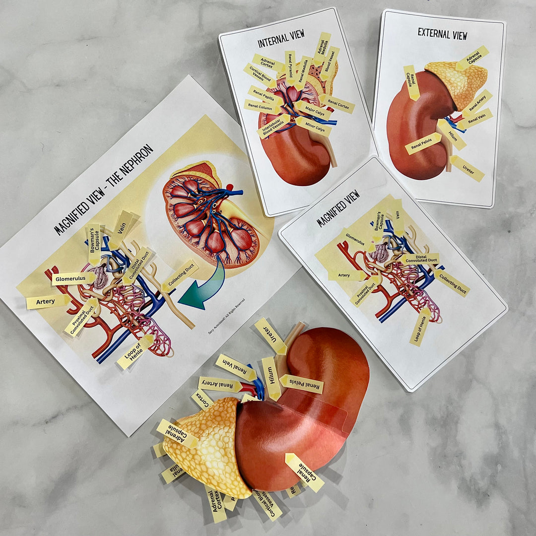 Anatomy HUMAN KIDNEY - Full Color Anatomically Correct 2D Dissection A ...